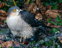 Sparrowhawk in Dry Drayton