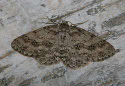 The Engrailed - Dry Drayton