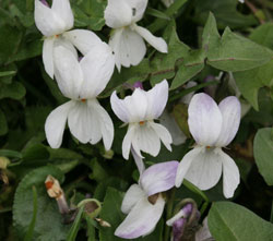 violets in Dry Drayton