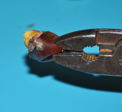 Squeezing the cooked nut out of the shell