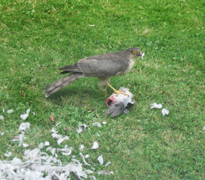 Sparrowhawk devouring prey